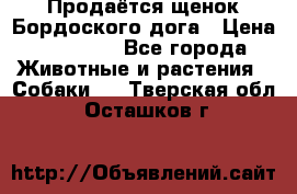 Продаётся щенок Бордоского дога › Цена ­ 37 000 - Все города Животные и растения » Собаки   . Тверская обл.,Осташков г.